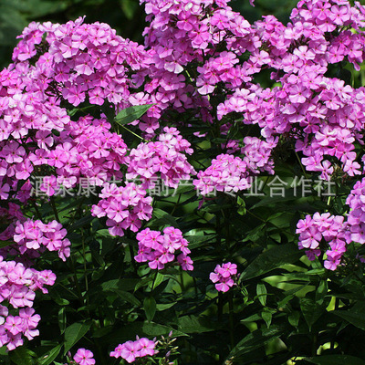 福祿考 一年生草本花卉的耐寒典范與盆栽藝術(shù)