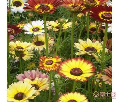 溢芳花卉園 草花種子花環(huán)菊（三色菊、茼蒿菊）優(yōu)選供應(yīng)商