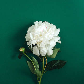 牡丹花卉產(chǎn)品實(shí)物圖片免費(fèi)下載指南與欣賞