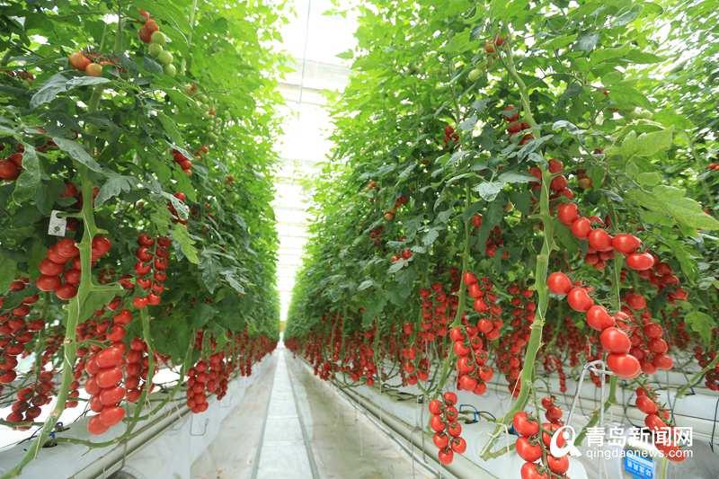 厲害了！“世界單體面積最大蔬菜花卉工廠”在西海岸正式開建，翻開現代農業新篇章